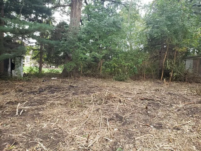 a view of a forest with trees in the background