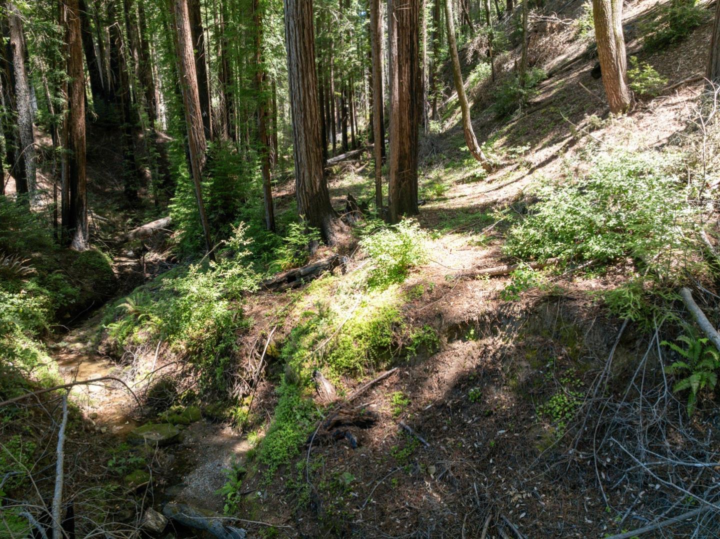 Lot 17 Branson Ranch Boulder Creek, CA 95006 - Photo 25 of 45 a view of a yard with plants and large trees