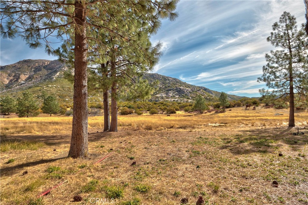 58111 Bonita Vista Road Mountain Center, CA 92561 - Photo 60 of 75 a view of a yard with trees