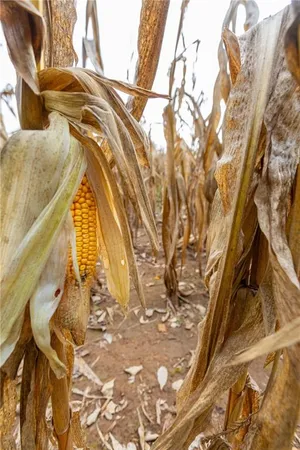 $1,750,000 | 0 Southeast Virginia Road, Kincaid, KS 66039