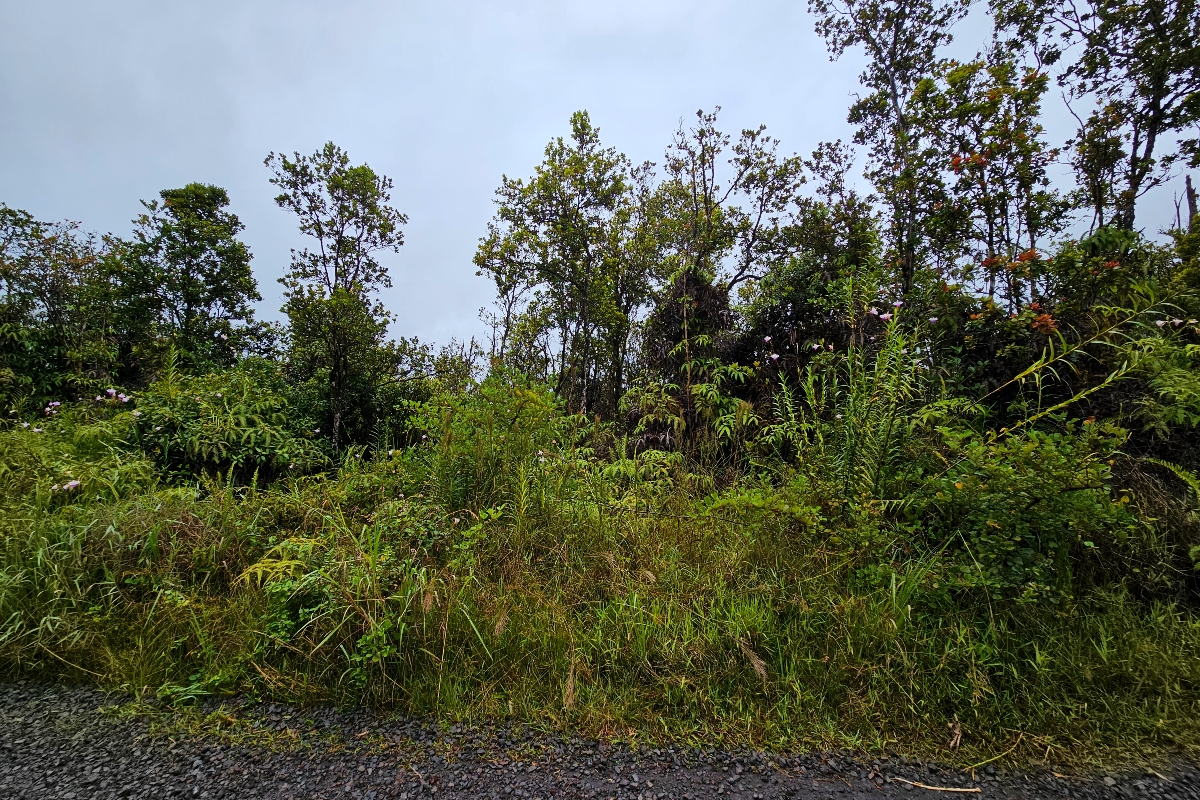a view of a lush green forest