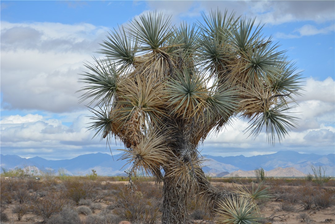 207-35-005 South Arlington Road Yucca, AZ 86438 - Photo 41 of 92