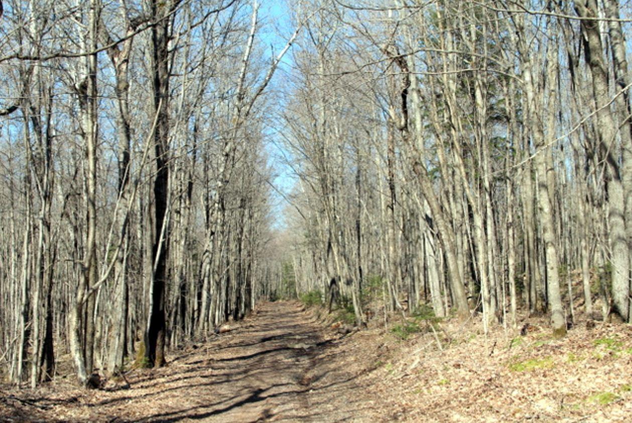 50.4-ac Island Lake Road Hurley, WI 54534 - Photo 20 of 26 Gallery Image 20