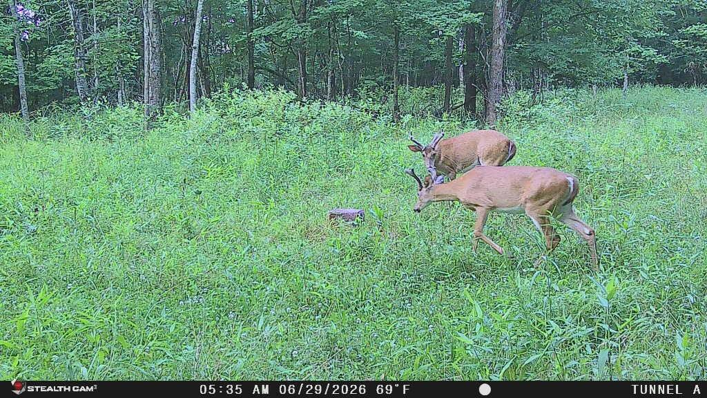 1271 A Tunnel Ridge Road Grayson, KY 41143 - Photo 17 of 134 20260629_102325_C0E4E6
