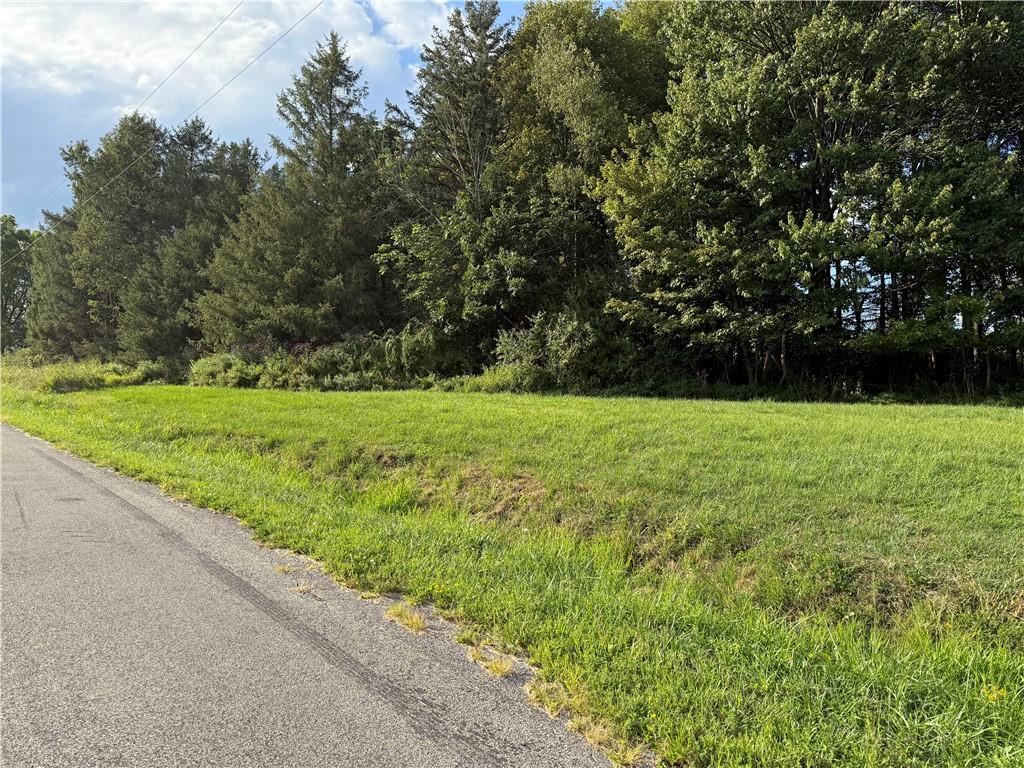 a view of a garden with a tree
