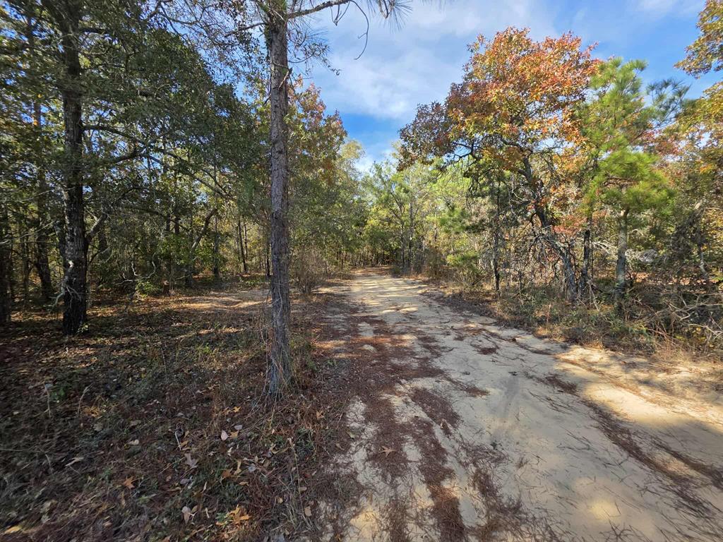 103 Appaloosa Road Buena Vista, GA 31803 - Photo 23 of 24 a view of a yard with plants and trees