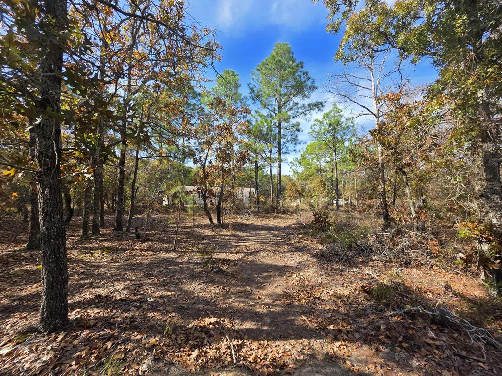 103 Appaloosa Road Buena Vista, GA 31803 - Photo 24 of 24 a view of a yard with plants and trees
