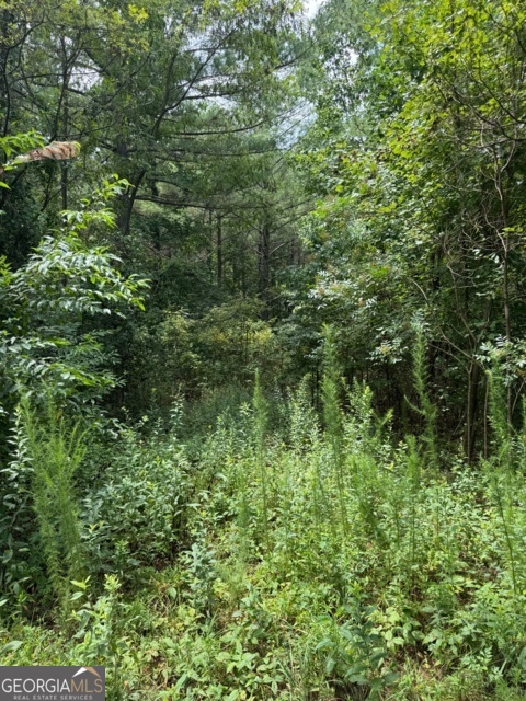 43-44 Reece Mountain Road Ellijay, GA 30536 - Photo 17 of 24 a view of a lush green forest