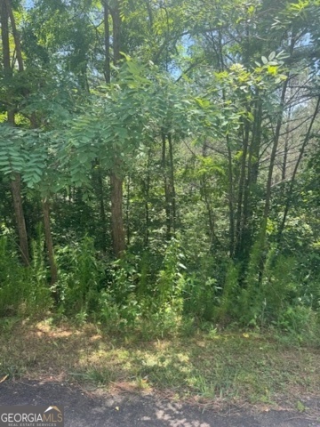 43-44 Reece Mountain Road Ellijay, GA 30536 - Photo 3 of 24 a view of a forest that has large trees
