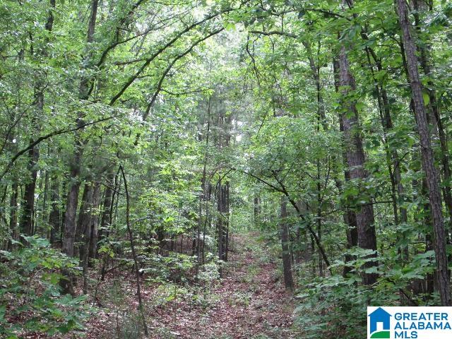 40-acres Oaks Chapel Road, Unit 40 ACRES Goodwater, AL 35072 - Photo 5 of 8