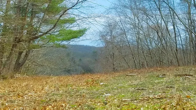 a view of a yard with a tree