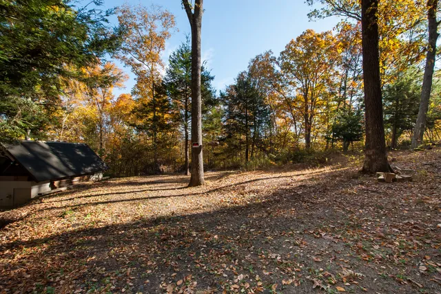 a view of a yard with large trees