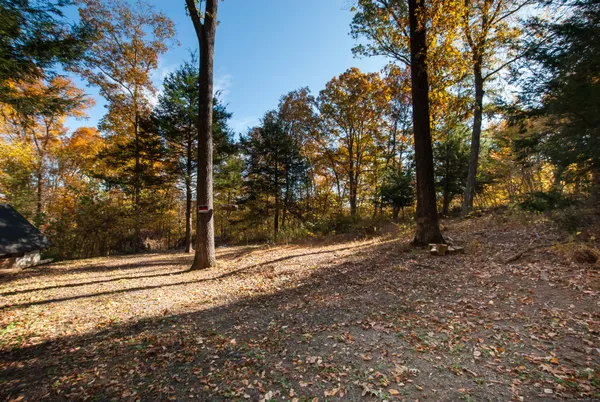 a view of a yard with trees