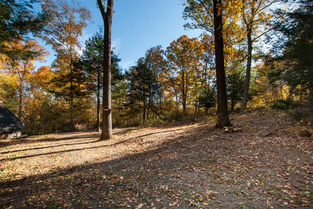 a view of a yard with trees