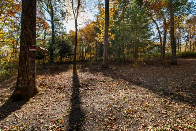 a view of a yard with trees