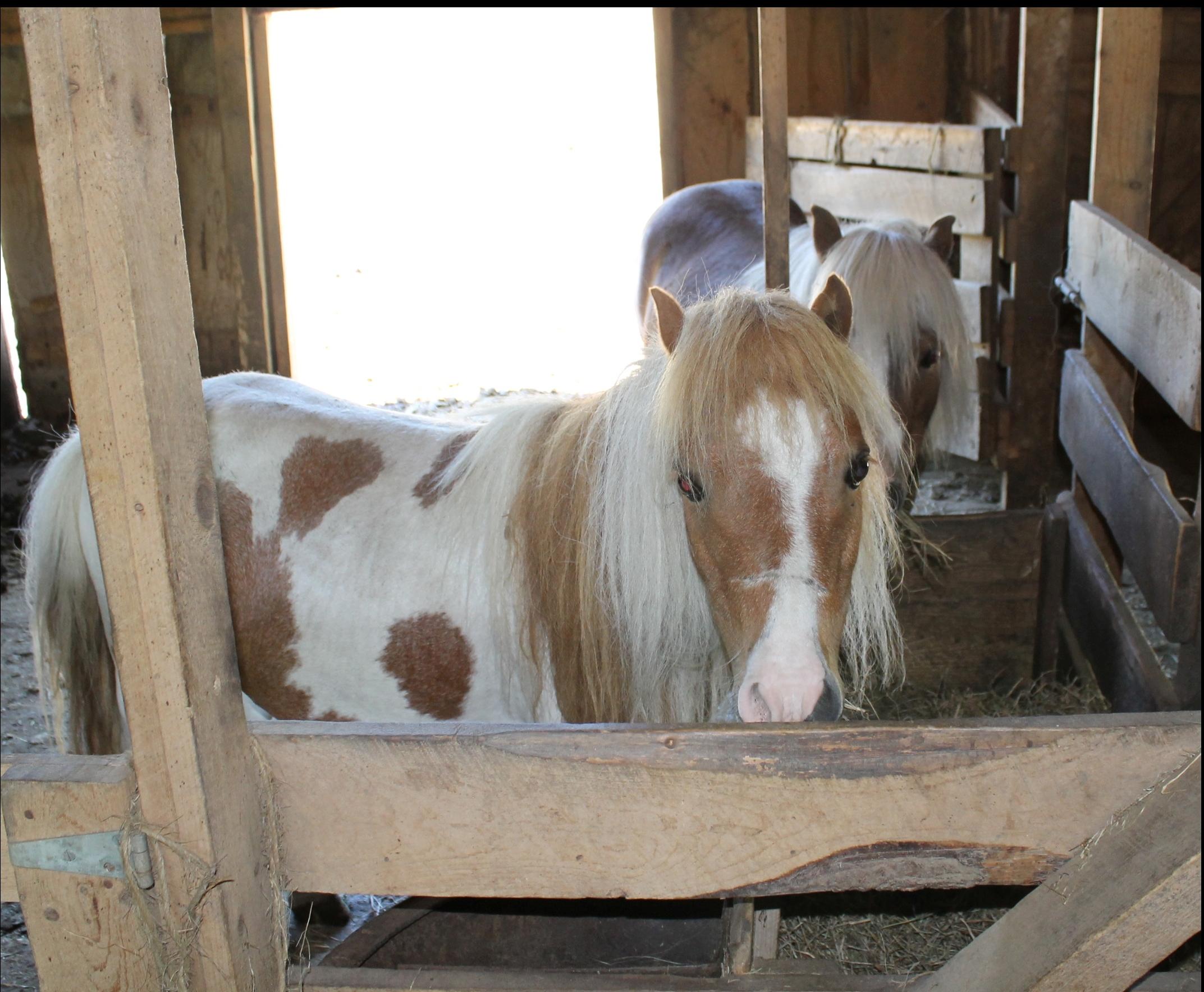96 Seekins Road Searsport, ME 04974 - Photo 22 of 38 Mini-Horses