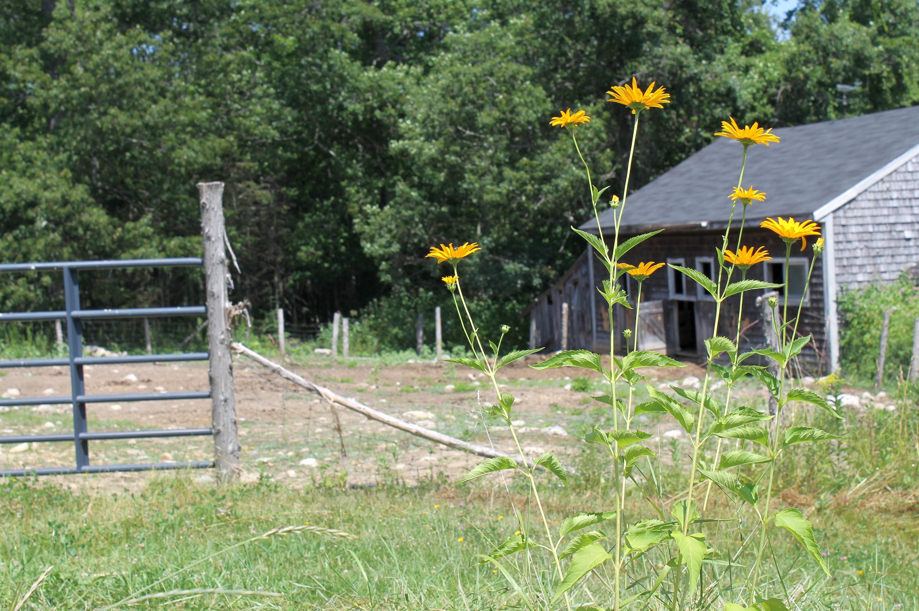 96 Seekins Road Searsport, ME 04974 - Photo 25 of 38 Paddock