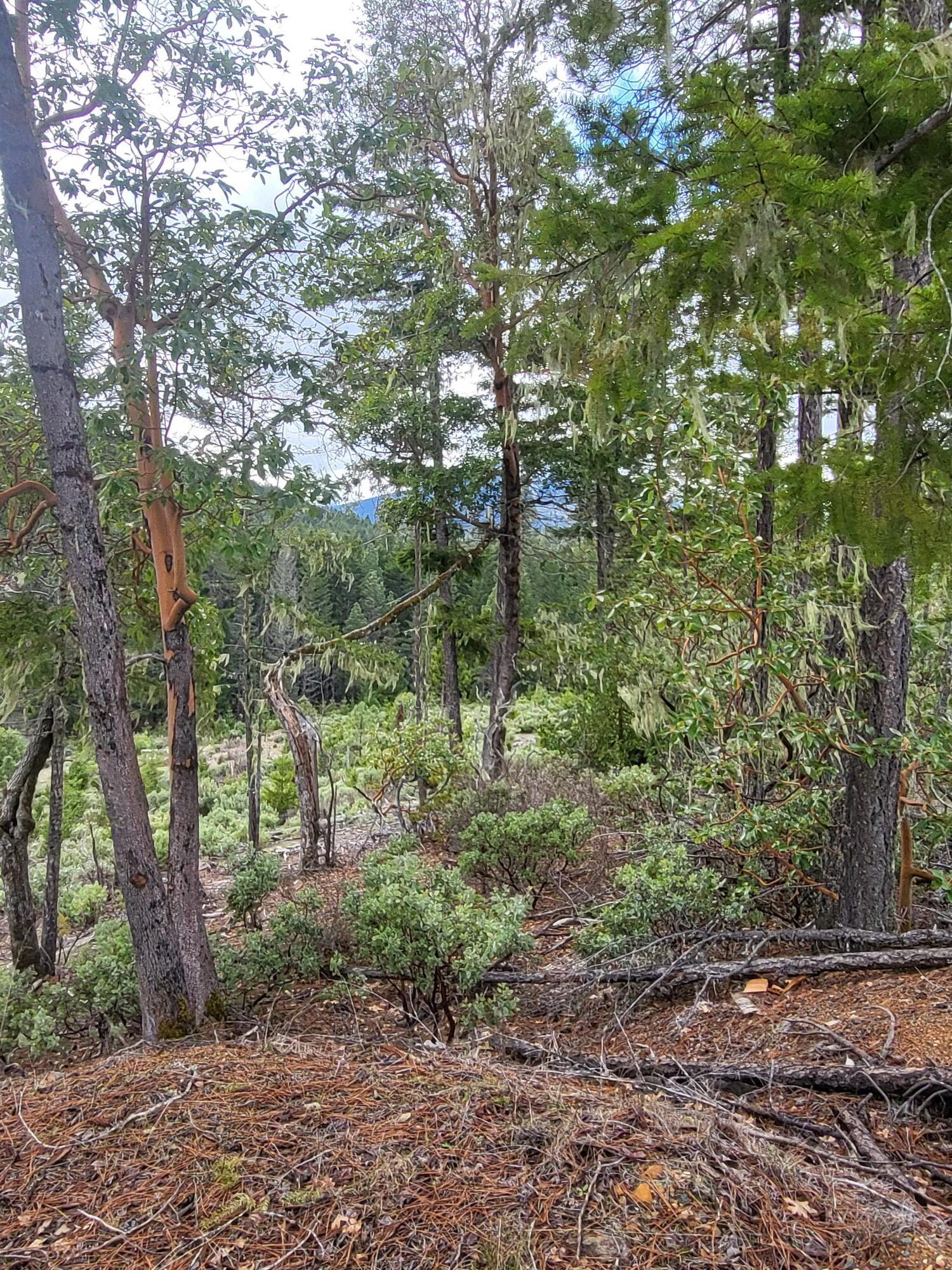 962 Indian Creek Road Selma, OR 97538 - Photo 37 of 42 Eastern edge of the property, overlooking the valley