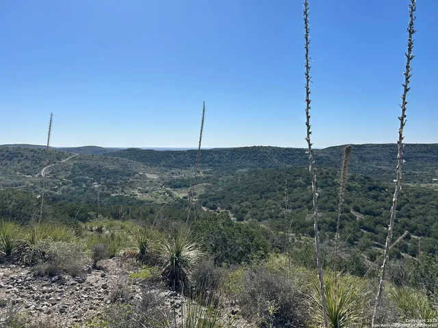 a view of a forest with a tree