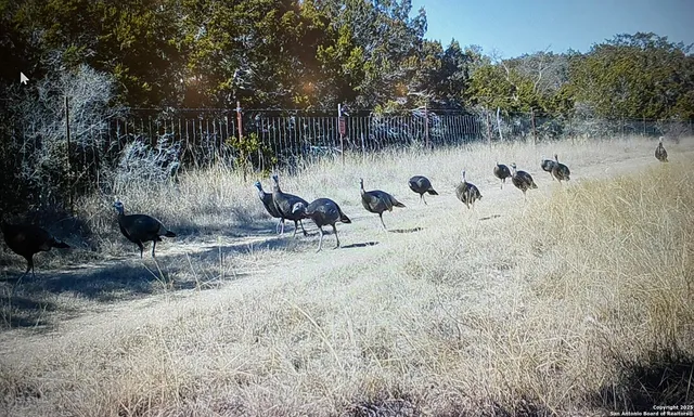 a view of a lake with a tree