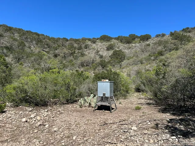 a view of a back yard with a tree