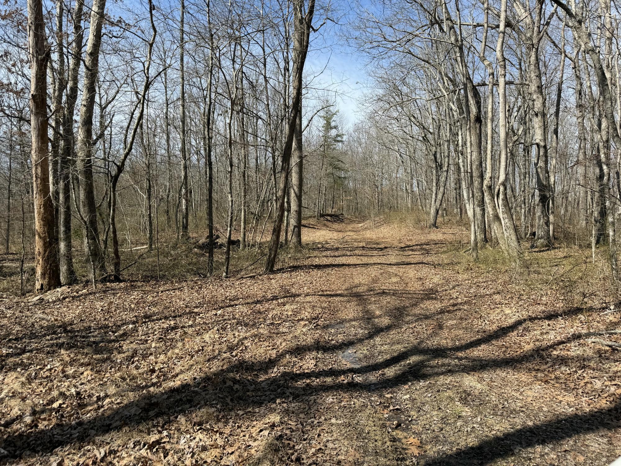 4872 Deer Run Road Pelham, TN 37366 - Photo 13 of 38 a view of dirt yard with large trees