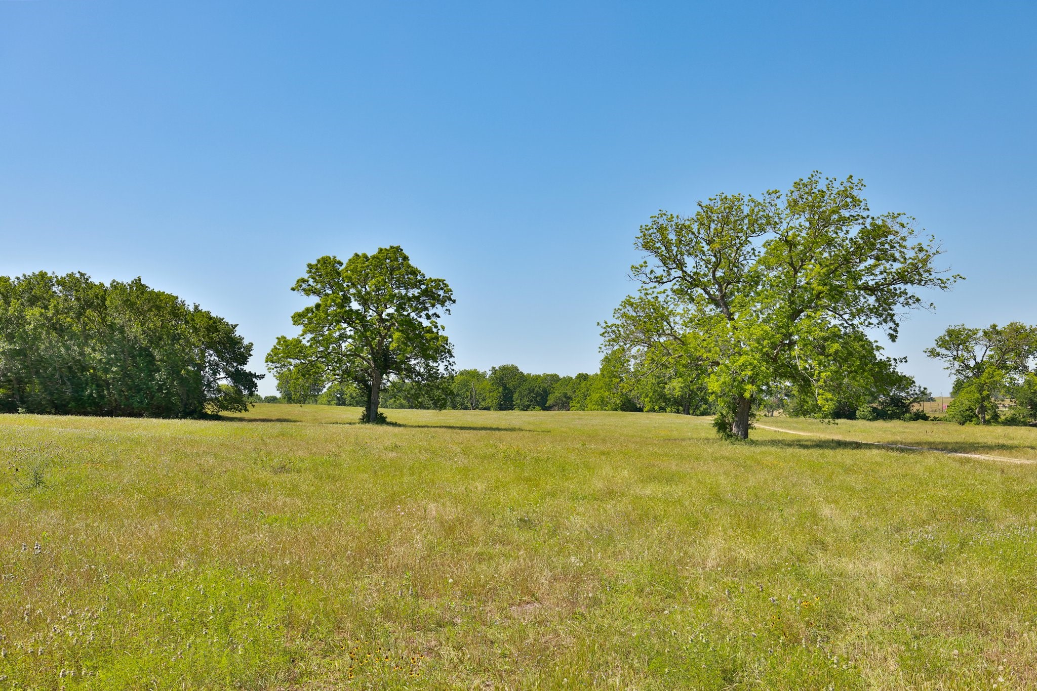 305 Rd Navasota Tx 77868 Road Navasota, TX 77868 - Photo 12 of 22 a view of yard with large trees and grass