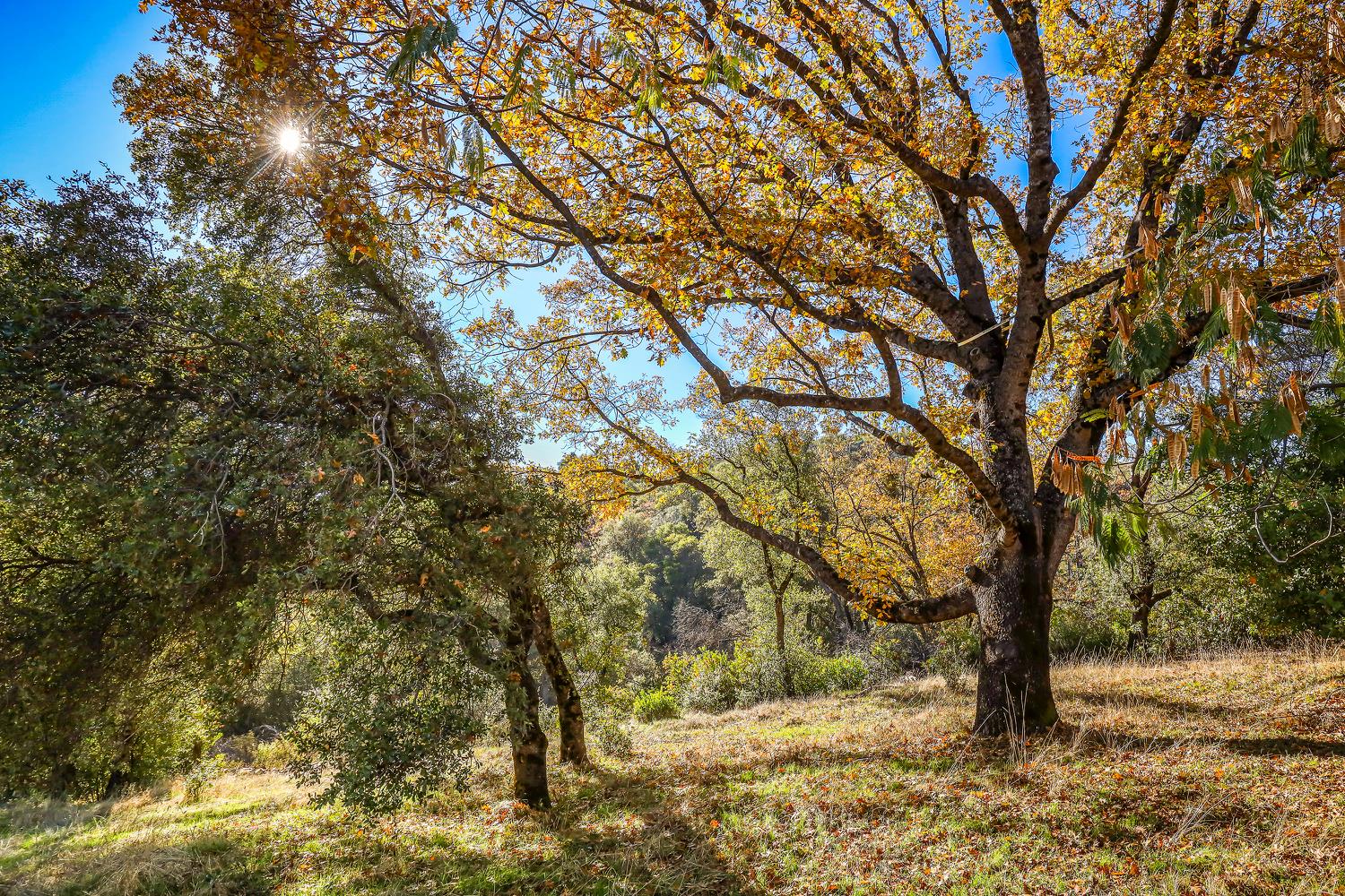 6612 Michel Road Mountain Ranch, CA 95246 - Photo 45 of 78