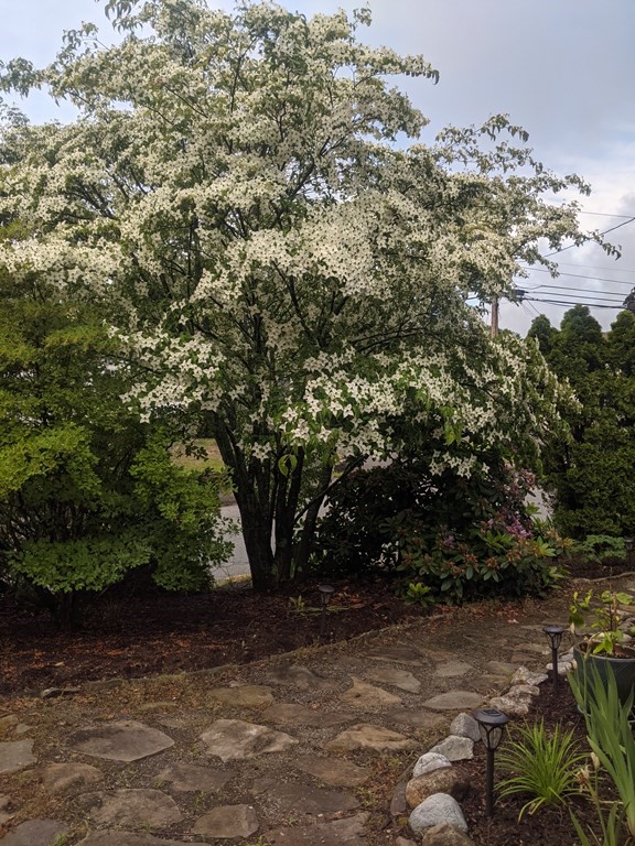 1 Meadowbrook Road Hudson, MA 01749 - Photo 31 of 36 a view of a tree in a yard