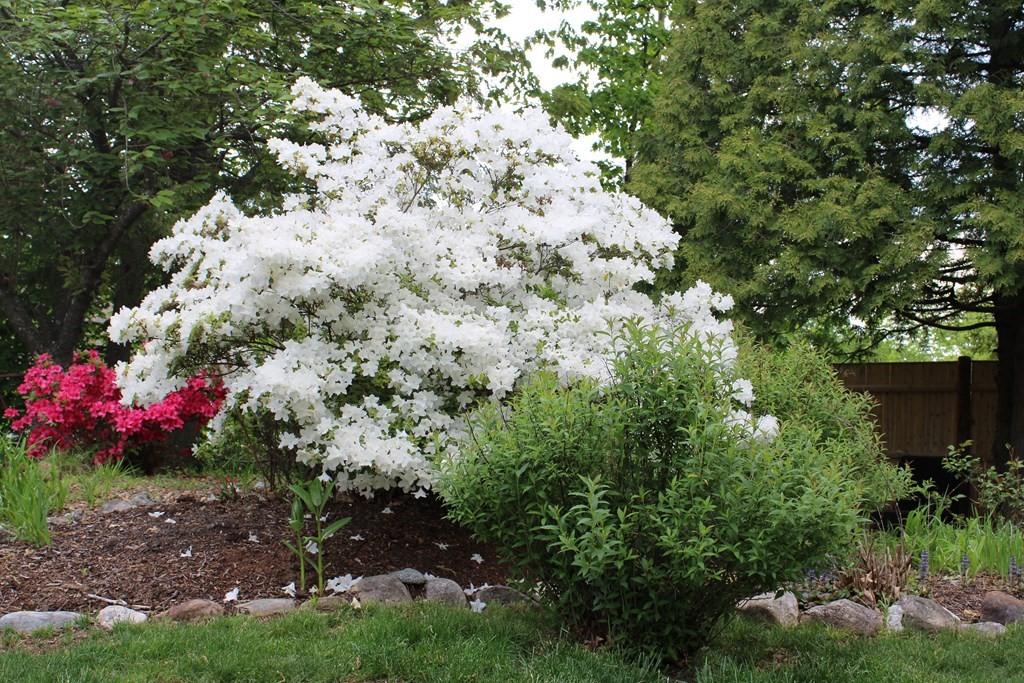 1 Meadowbrook Road Hudson, MA 01749 - Photo 34 of 36 a view of flowers in middle of the garden