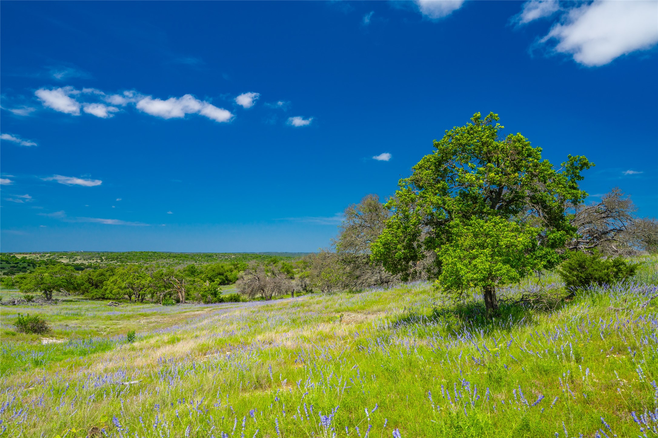 0 Jung Road Harper, TX 78631 - Photo 11 of 17 a view of an outdoor space and a yard