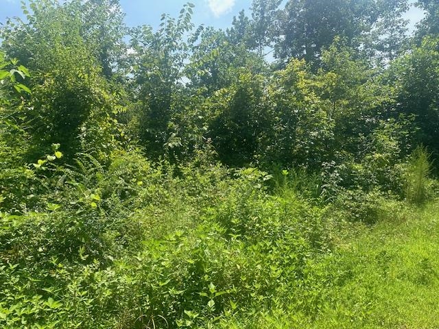 70 Short Road Adamsville, TN 38310 - Photo 6 of 6 View of nature