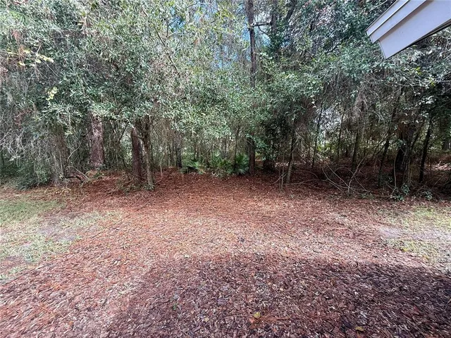 a view of a forest with trees in the background