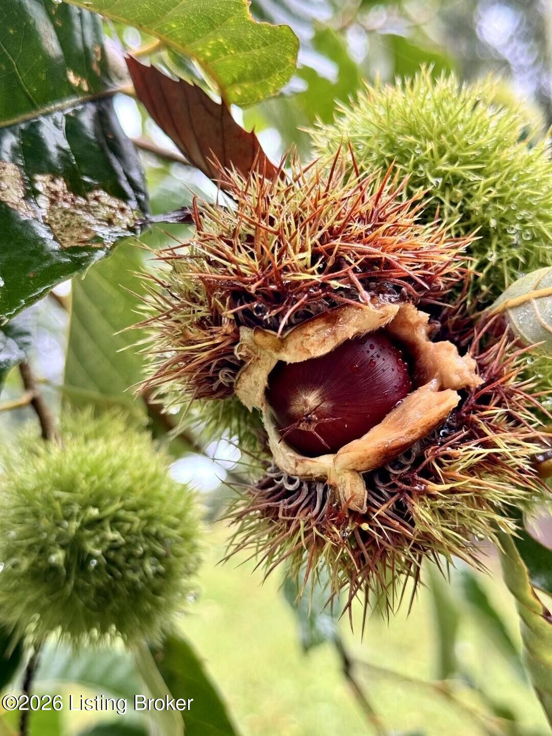 2615 Morton Ridge Road Bedford, KY 40006 - Photo 17 of 42 Ready t o harvest Chestnuts!