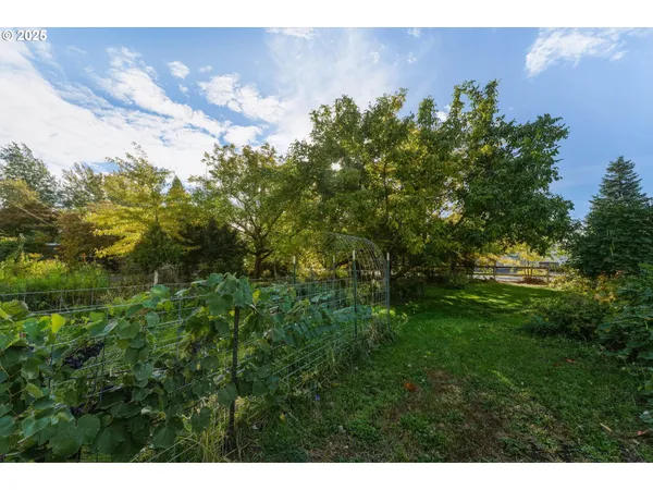 a view of a bunch of trees