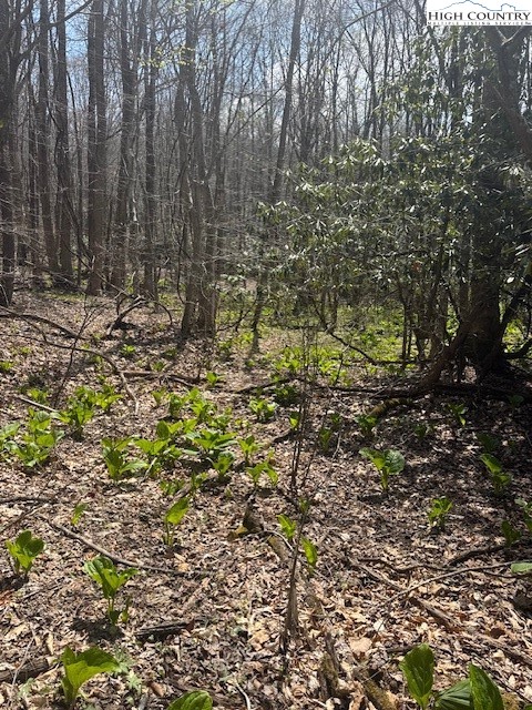Bald Mountain Road West Jefferson, NC 28694 - Photo 11 of 12 a view of tree with wooden fence