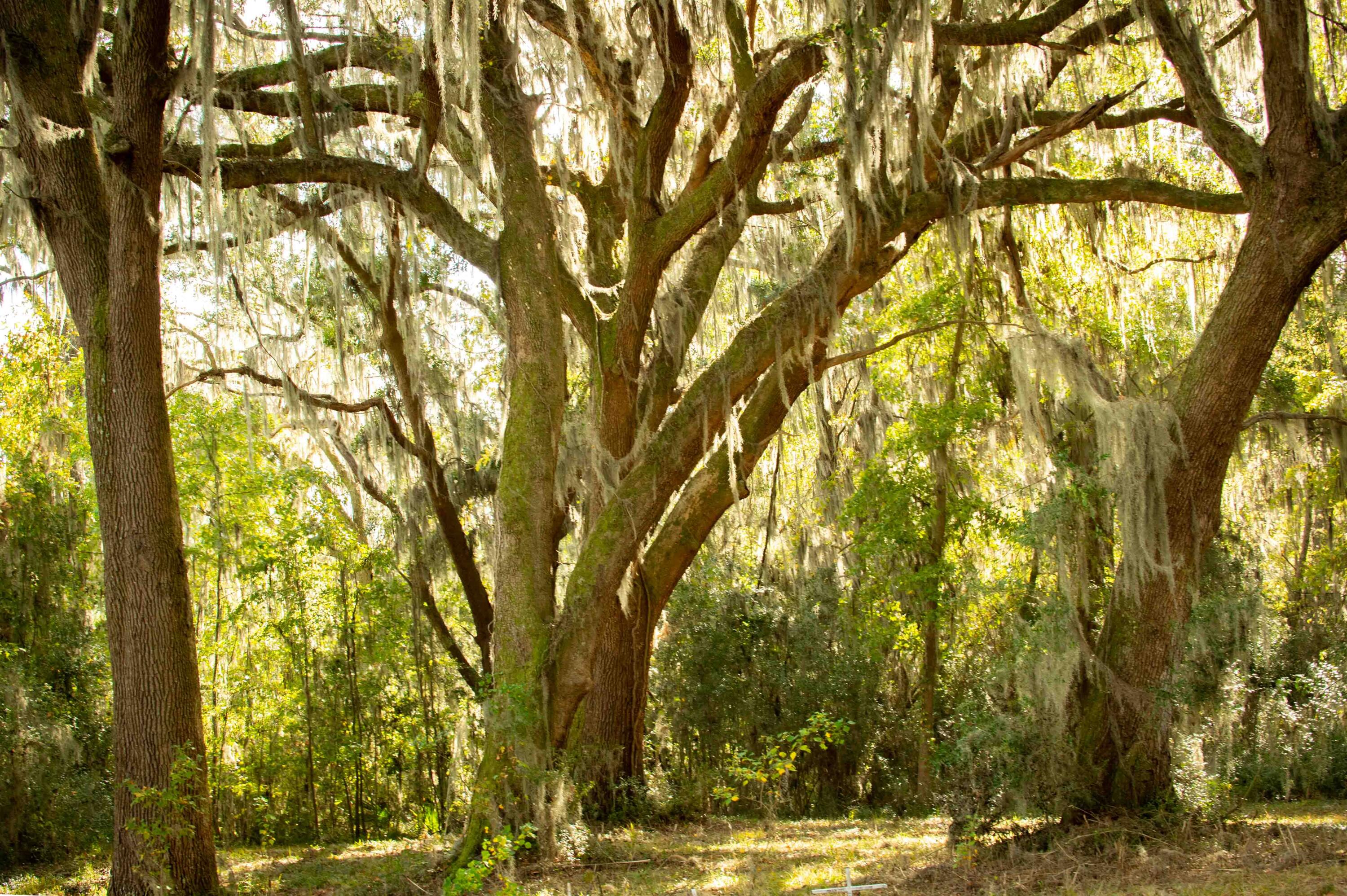 0 Point Comfort Moncks Corner Moncks Corner, SC 29461 - Photo 14 of 49 Point Comfort 2024_Low Res-15