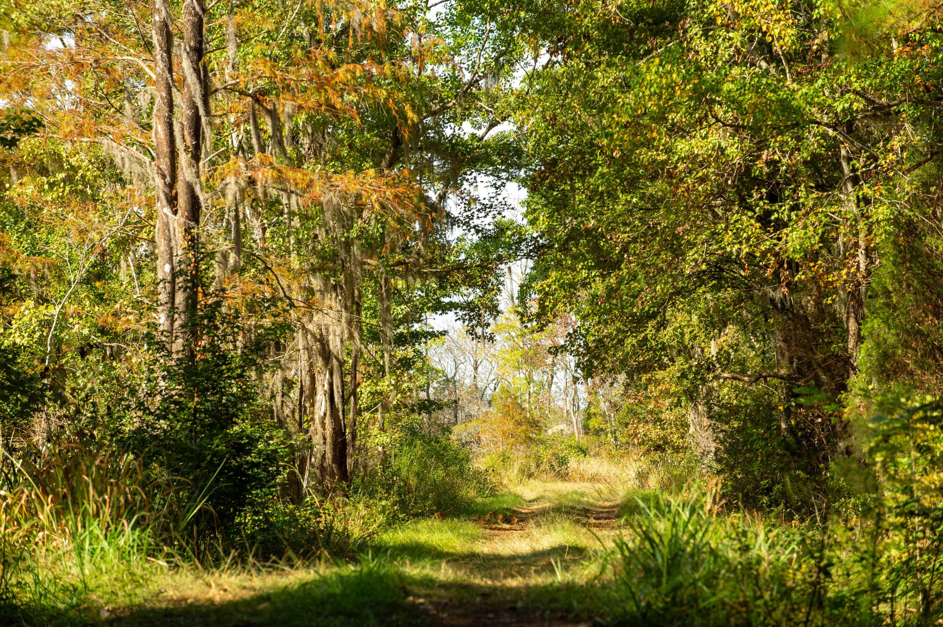 0 Point Comfort Moncks Corner Moncks Corner, SC 29461 - Photo 18 of 49 Point Comfort 2024_Low Res-4