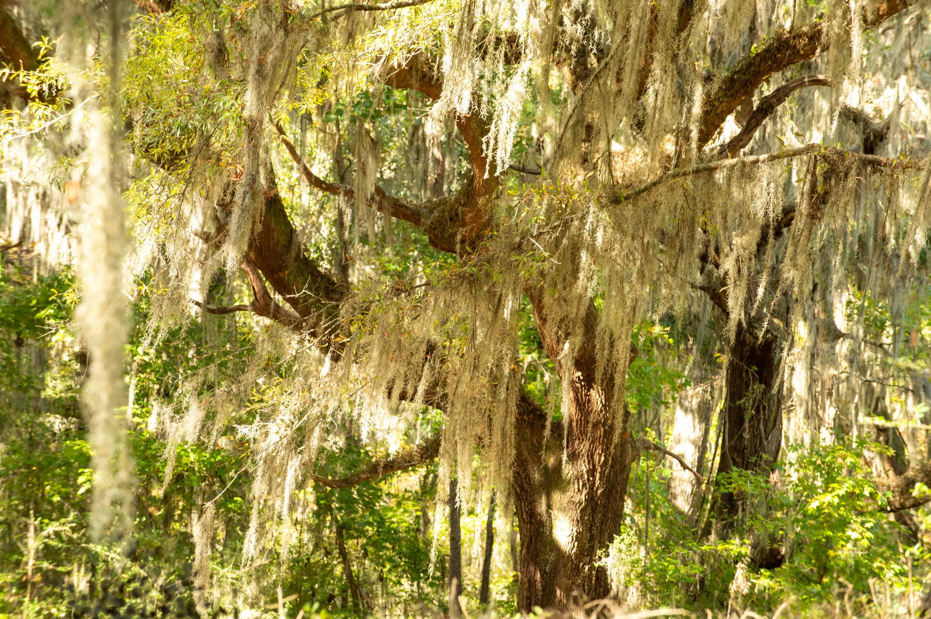 0 Point Comfort Moncks Corner Moncks Corner, SC 29461 - Photo 23 of 49 Point Comfort 2024_Low Res-16