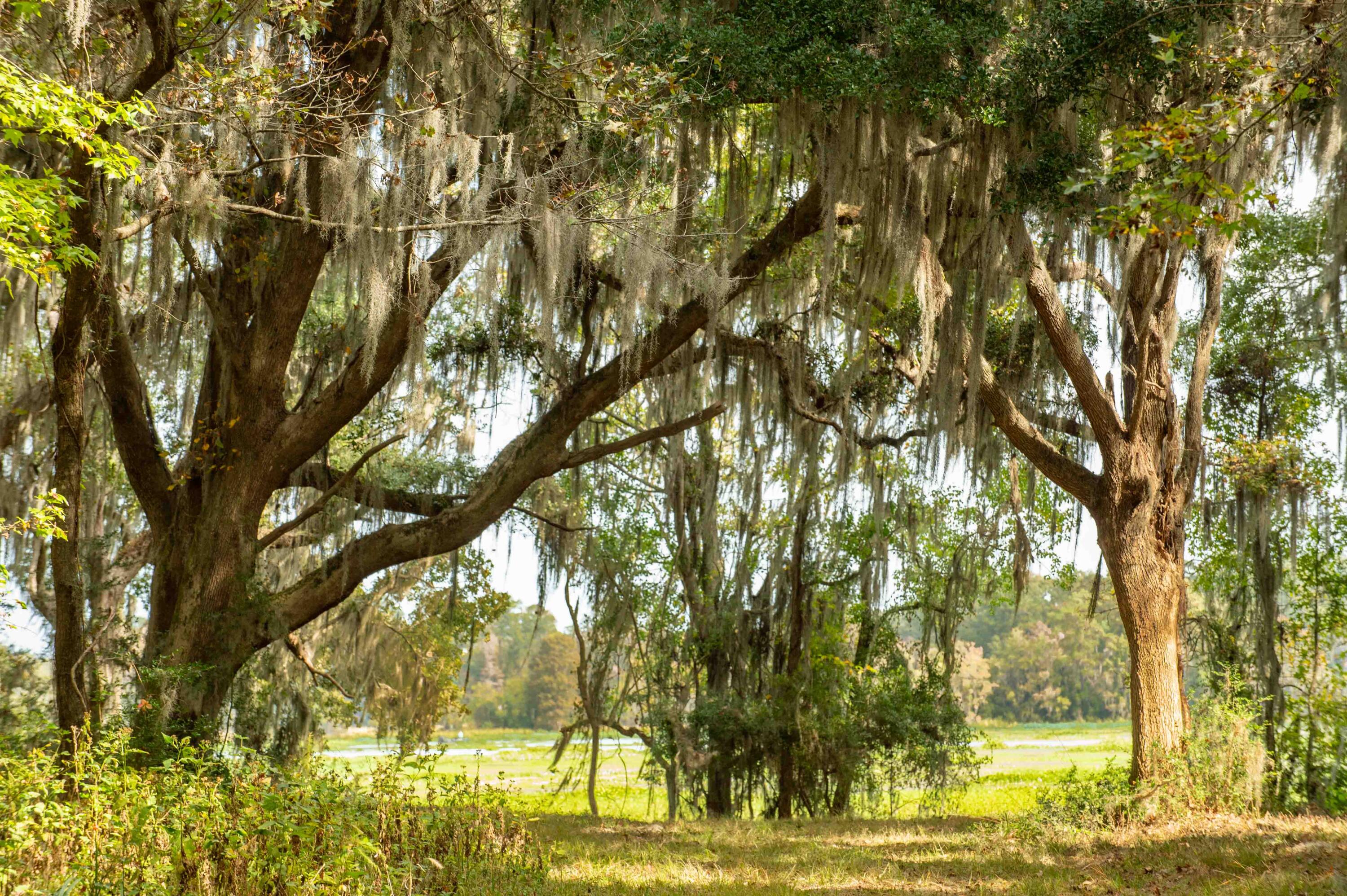 0 Point Comfort Moncks Corner Moncks Corner, SC 29461 - Photo 30 of 49 Point Comfort 2024_Low Res-9