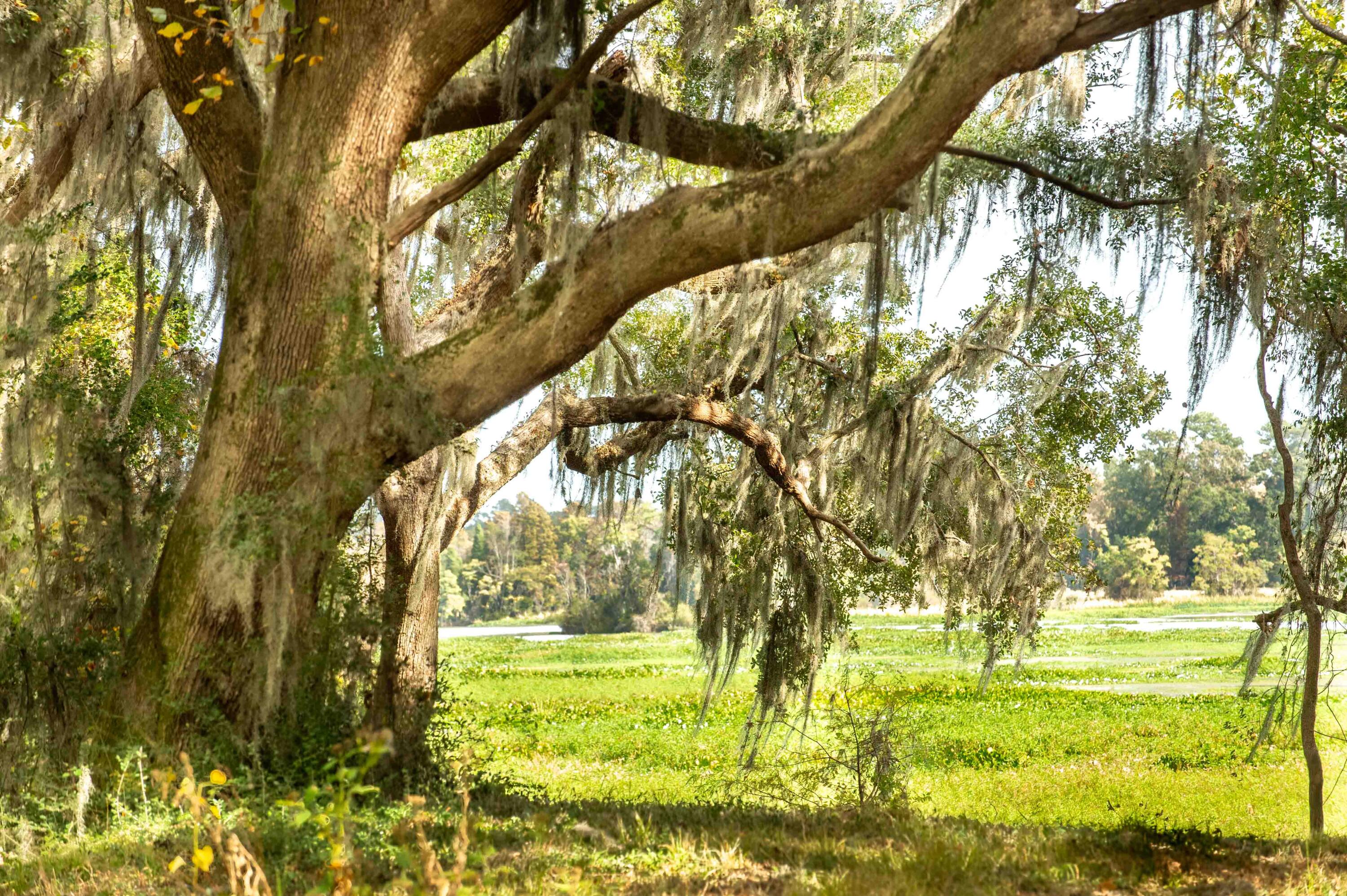 0 Point Comfort Moncks Corner Moncks Corner, SC 29461 - Photo 38 of 49 Point Comfort 2024_Low Res-12