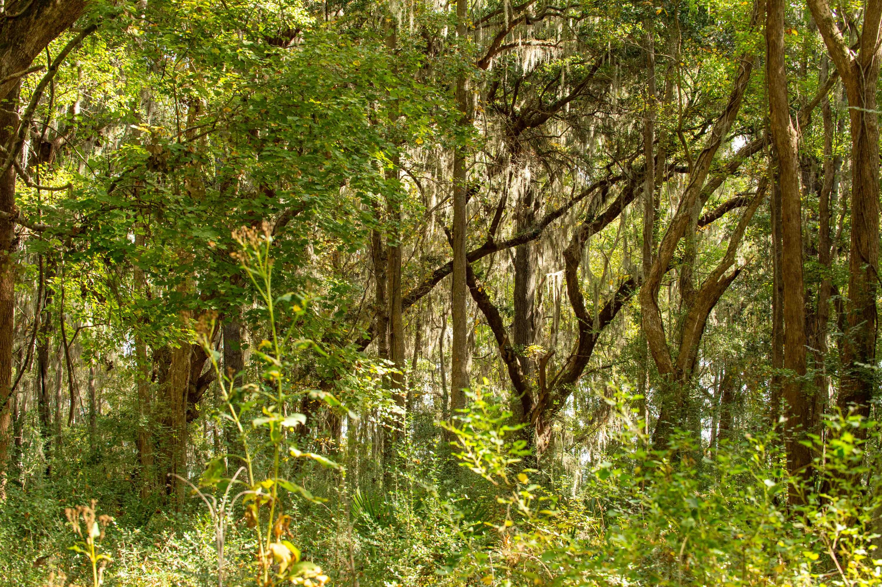 0 Point Comfort Moncks Corner Moncks Corner, SC 29461 - Photo 43 of 49 Point Comfort 2024_Low Res-7