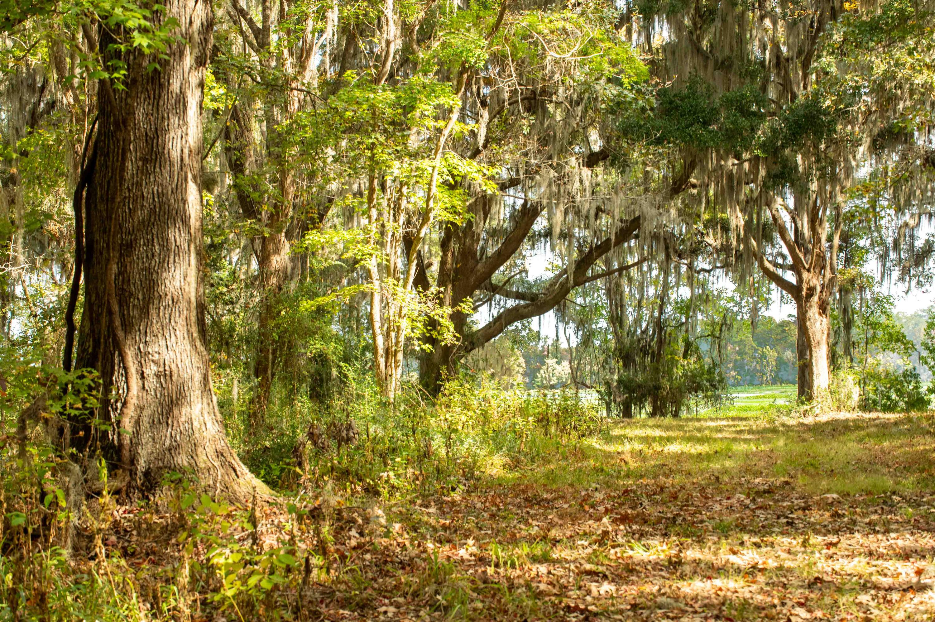 0 Point Comfort Moncks Corner Moncks Corner, SC 29461 - Photo 44 of 49 Point Comfort 2024_Low Res-8