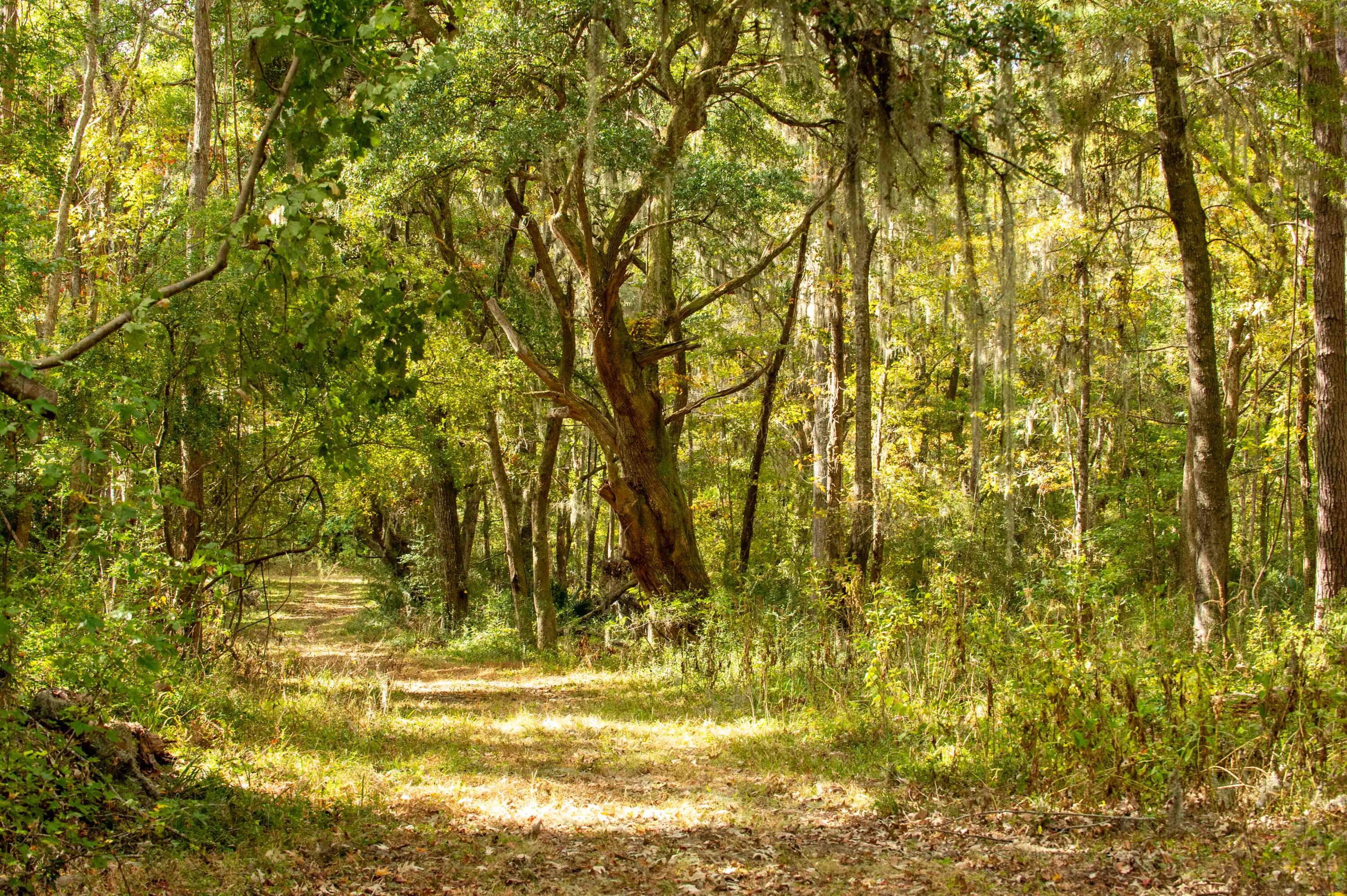 0 Point Comfort Moncks Corner Moncks Corner, SC 29461 - Photo 45 of 49 Point Comfort 2024_Low Res-10