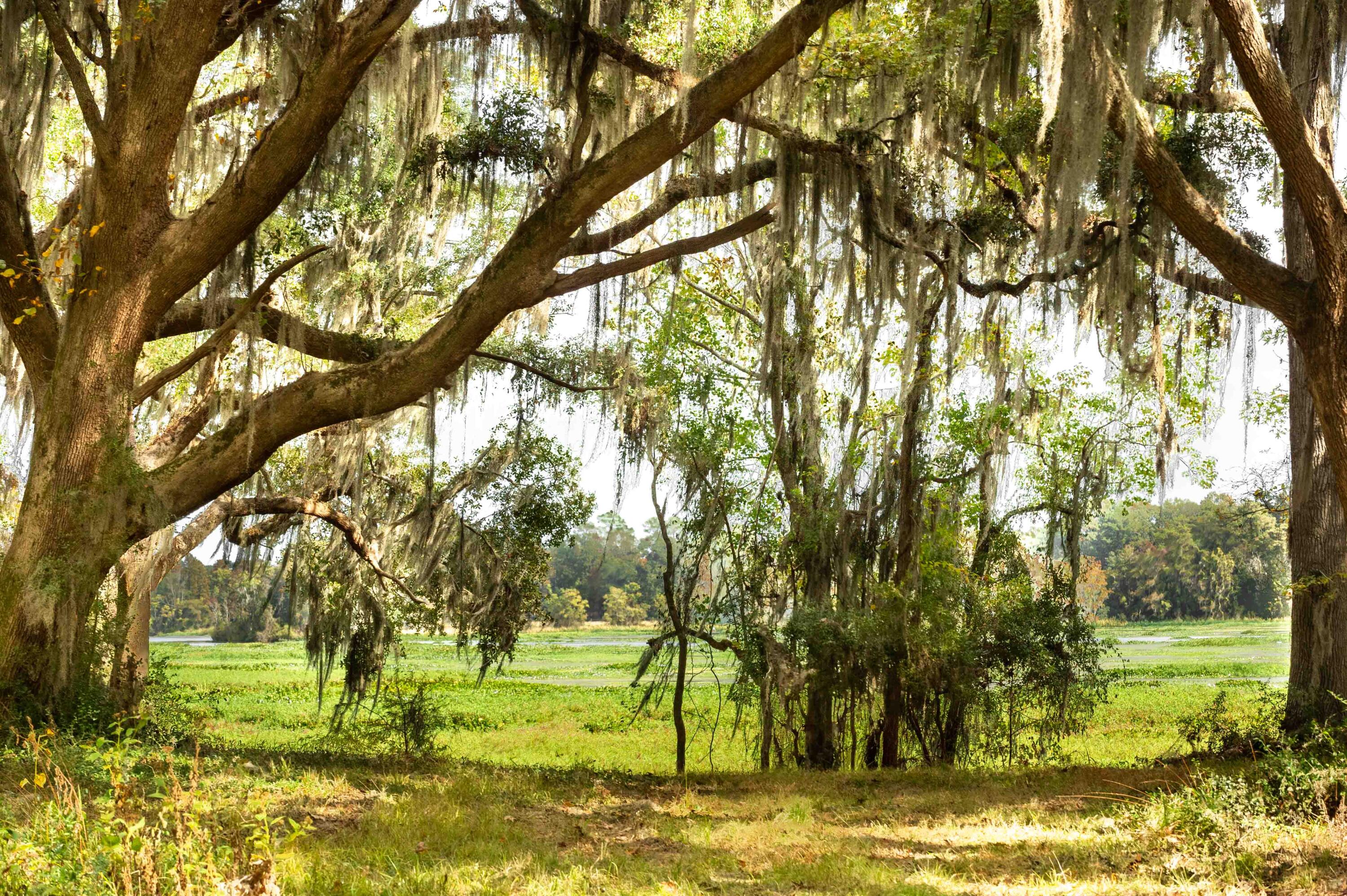 0 Point Comfort Moncks Corner Moncks Corner, SC 29461 - Photo 46 of 49 Point Comfort 2024_Low Res-11