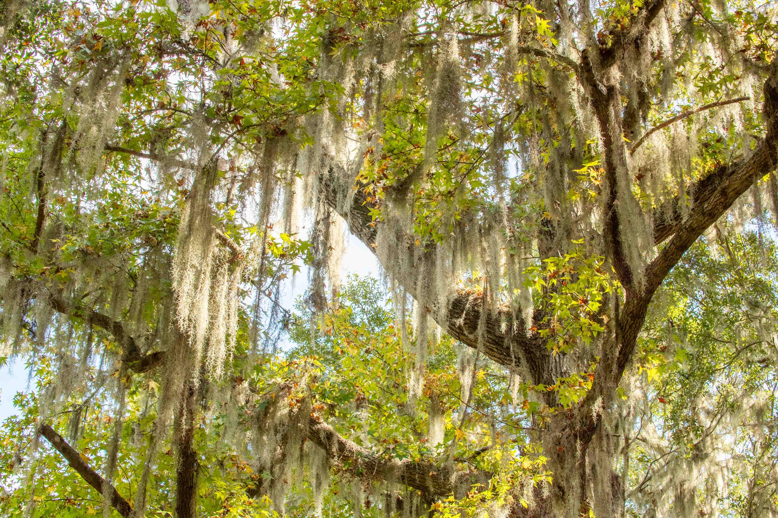 0 Point Comfort Moncks Corner Moncks Corner, SC 29461 - Photo 47 of 49 Point Comfort 2024_Low Res-13