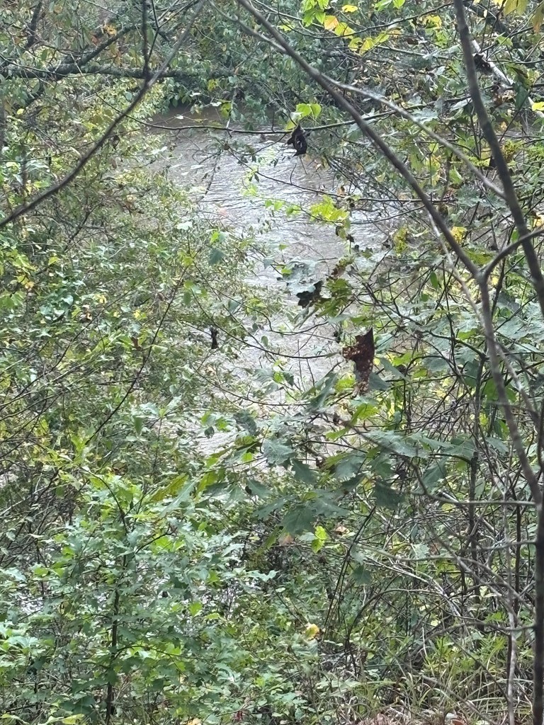 0 Beaver Ridge Road Murphy, NC 28906 - Photo 4 of 9