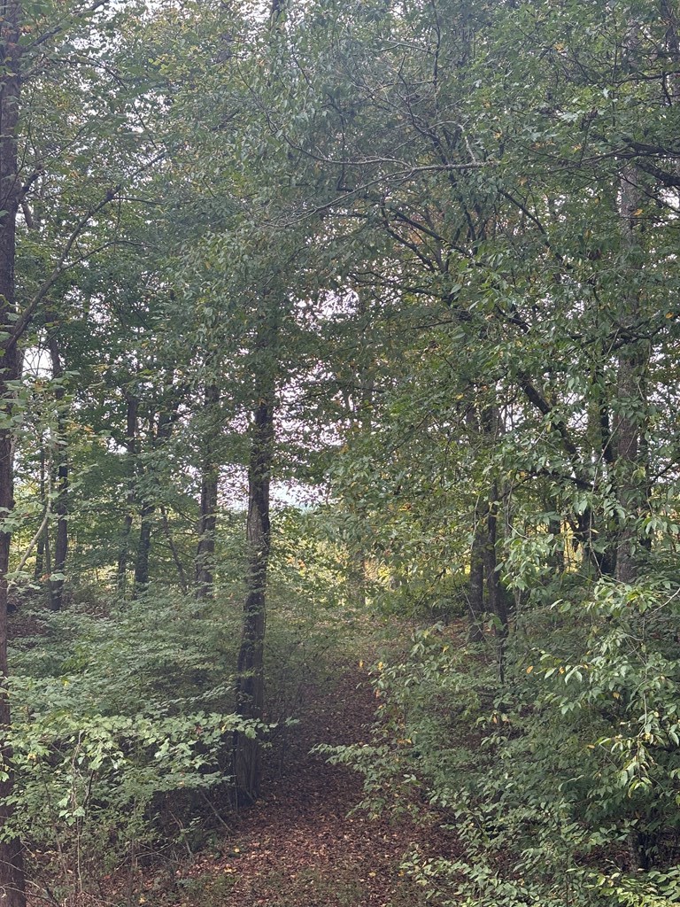 0 Beaver Ridge Road Murphy, NC 28906 - Photo 7 of 9