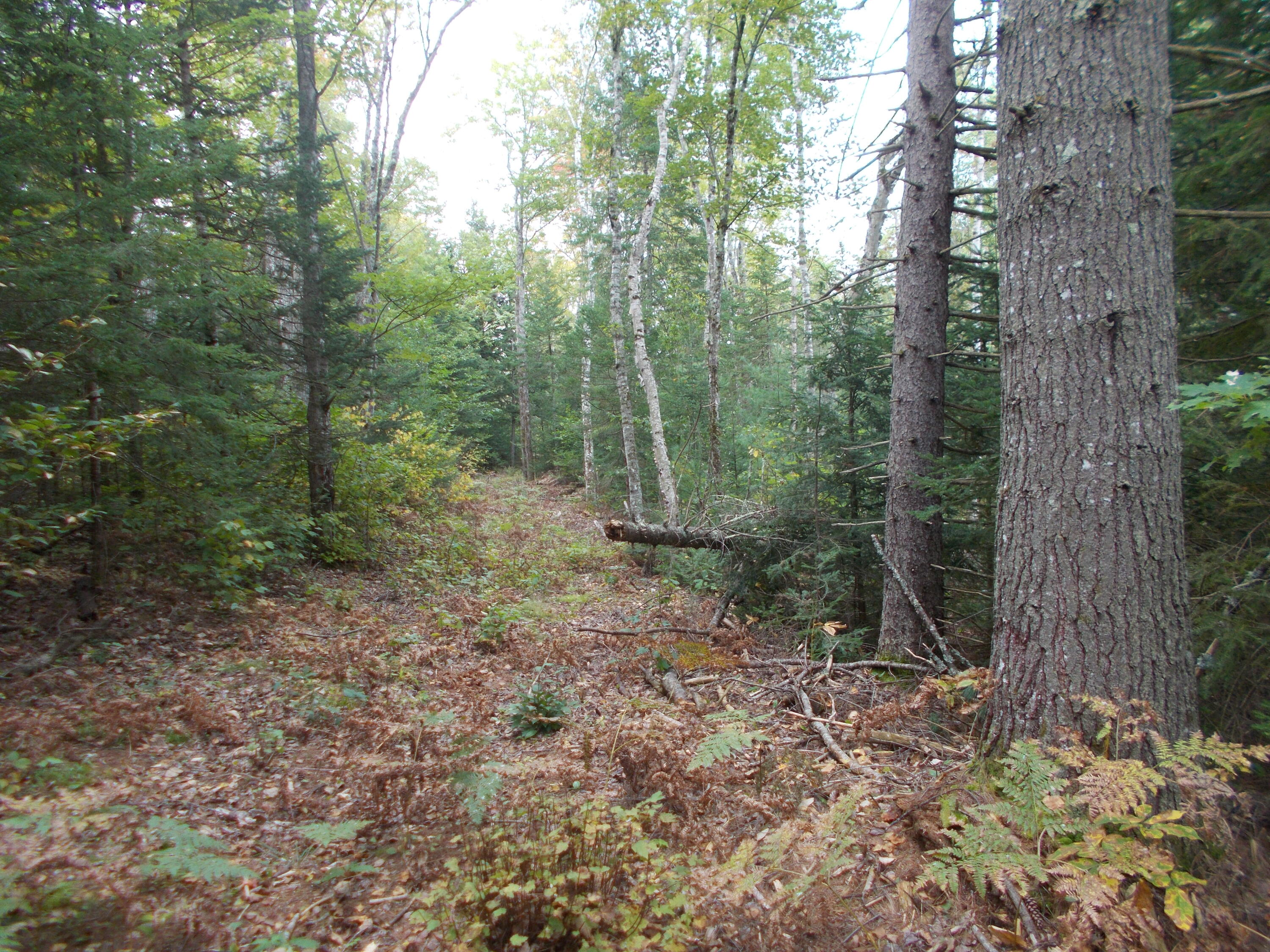 209 Winnecook Road Burnham, ME 04922 - Photo 4 of 16 DSCN2654