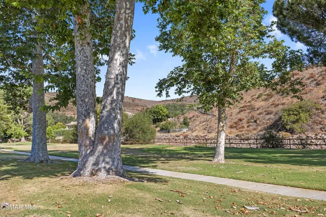 a view of a tree in a yard with palm trees